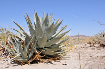 agave on a desert