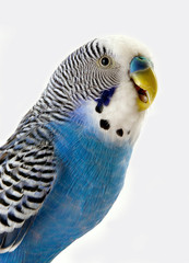 Naklejka premium Talking blue wavy parrot. The Portrait.