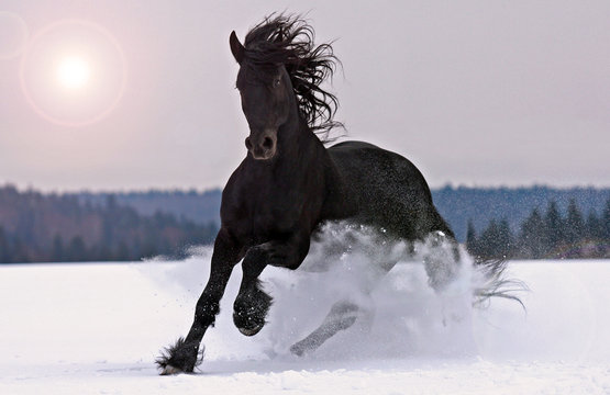 Frisian horse on snow © Anastasya Sh.