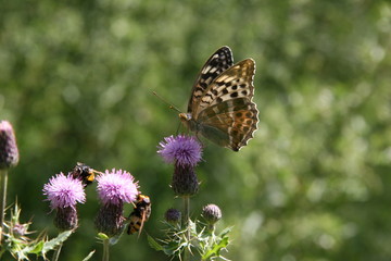 Farfalla