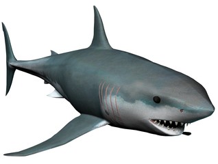 Fototapeta premium shark