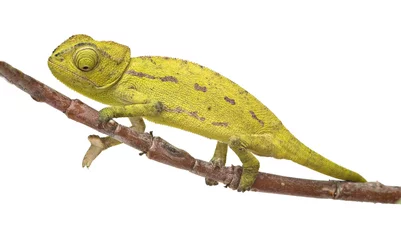 Photo sur Plexiglas Caméléon Chameleon sitting on a twig