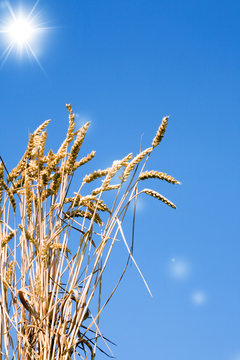 Wheat stems.