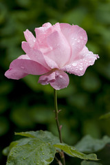 Rosa con gocce d'acqua