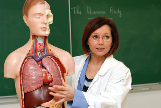 Cours d'anatomie - le poumon 2