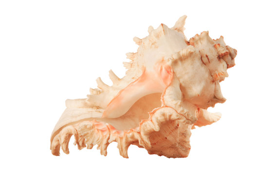 Close-up of beautiful seashell isolated on white