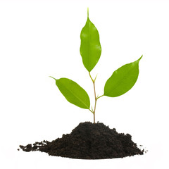 Plant