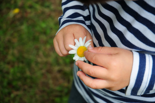 Ni&ntilde;o deshojando margarita
