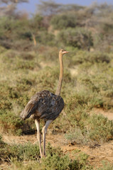 Naklejka premium Ostrich (Struthio camelus) at Masai Mara, Kenya