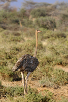 Ostrich (Struthio camelus) at Masai Mara, Kenya