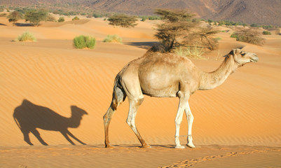 Dromadaire et son ombre dans le désert