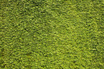 Wall of Leaves