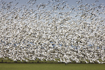 Migratory Geese Lift-off