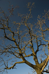 brunches on the blue sky