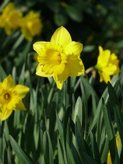 Fototapeta premium Osterglocke