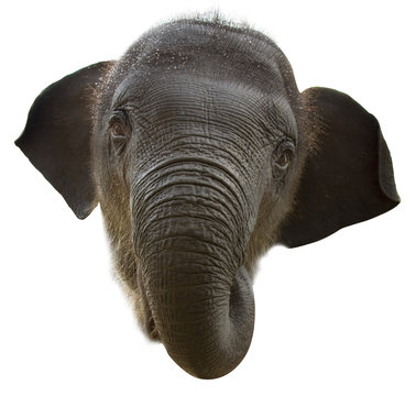 Baby Elephant face