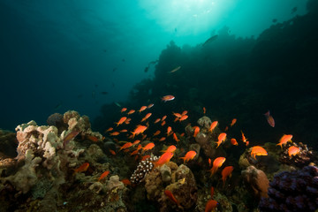 Obraz na płótnie Canvas ocean, coral, sun and fish
