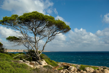 A tree over the sea