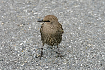 Star, Sturnus vulgaris, Starling