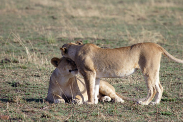 Fototapeta na wymiar Lionnes - Masai Mara - Kenia