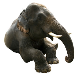 elephant post