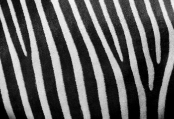 Stripes
