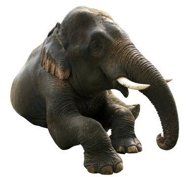 Fototapeta elephant post