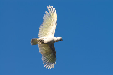 Cockatoo