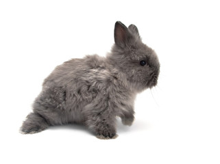 Obraz premium little Angora bunny #1