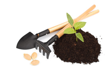 Transplant of a tree