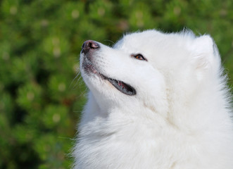 Samoyed dog