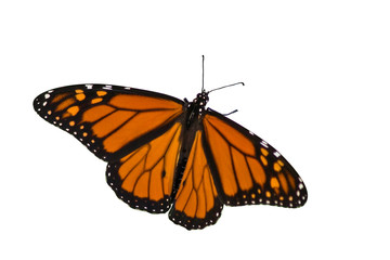 Fototapeta na wymiar monarch butterfly spreading its wings on a white background