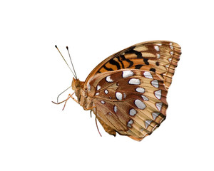 profile of great spangled fritillary on a white background