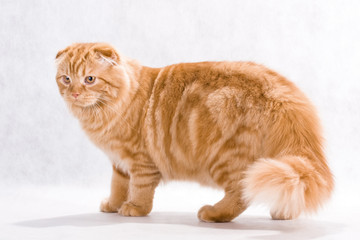 Cat breed Highland fold