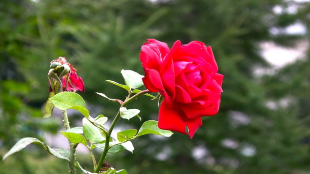 A view of a late summer rose on the wind