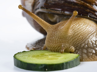 Achatina