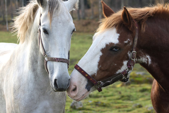 Horses in love © Pontus Edenberg