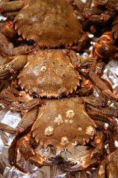 Crab from Mediterranean, texture pattern
