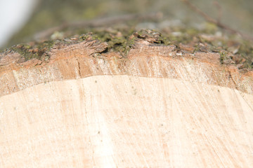 Trunk cut. Bark and core side view