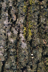 Birch bark with moss in low part of trunk. Front view