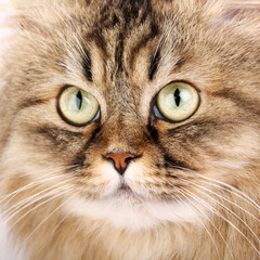 Close-up portrait of Siberian cat