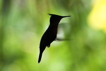 Flying hummingbird shades