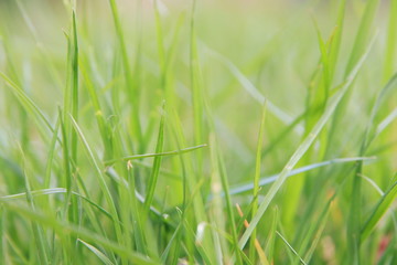 herbes