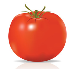 realistic tomato in vector