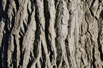 Tree Bark Patterns