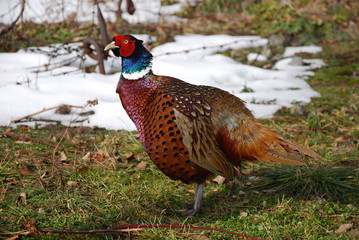 pheasant