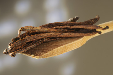 Vaniglia - Vanilla planifolia