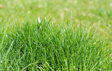 Fototapeta premium Closeup of green grass