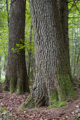 Obraz premium Two old alder tree trunks
