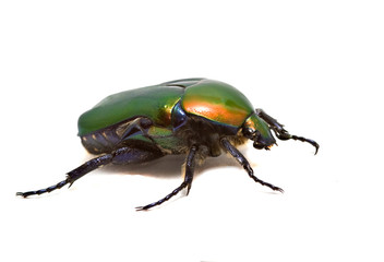 Close up of green shiny beetle